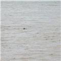 Seal seen off Dawlish sea front yesterday (030816).